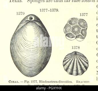 Bild von Seite 850 der '[Manual der Geologie behandelt die Grundsätze der Wissenschaft mit besonderer Berücksichtigung der Amerikanischen geologischen Geschichte... Überarbeitete Ausgabe.]'. Stockfoto