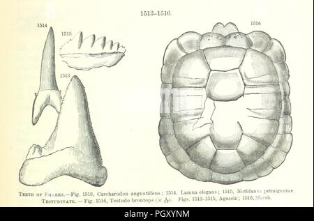 Bild von Seite 911 "[Manual der Geologie behandelt die Grundsätze der Wissenschaft mit besonderer Berücksichtigung der Amerikanischen geologischen Geschichte... Überarbeitete Ausgabe.]'. Stockfoto