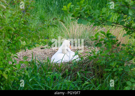 Schwan in seiner Höhle, Nest Stockfoto