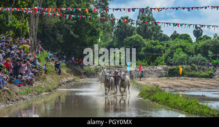 Chau Doc, Vietnam - Sep 3, 2017. Kühe (ox) Racing auf Reis Feld in Chau Doc, Vietnam. Der Ochse racing in Chau Doc hat eine uralte Tradition. Stockfoto