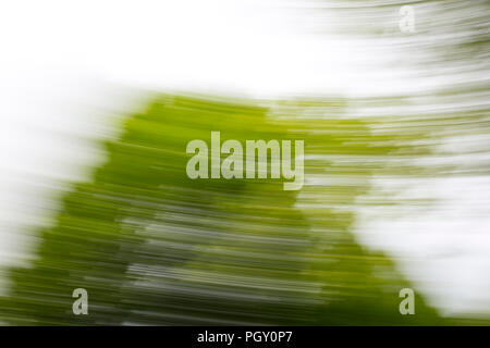 Unscharfer Hintergrund, Baum und Sky, kreisförmige Bewegung Stockfoto