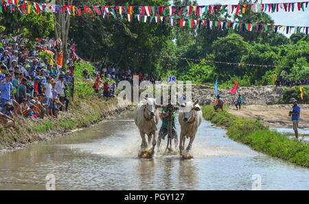 Chau Doc, Vietnam - Sep 3, 2017. Kühe (ox) Racing auf Reis Feld in Chau Doc, Vietnam. Der Ochse racing in Chau Doc hat eine uralte Tradition. Stockfoto