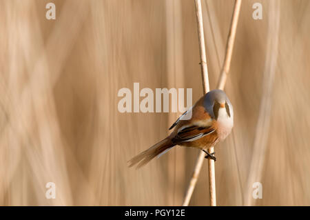 Bärtige Bartmeise (Panurus biarmicus) - männlich - Frankreich Panure ein Schnurrbart Stockfoto
