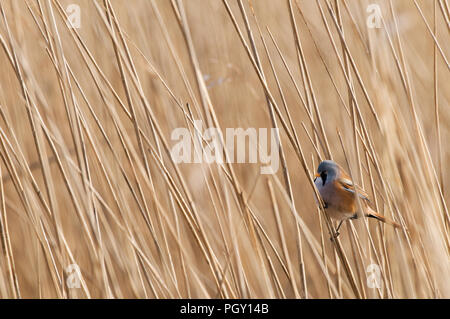 Bärtige Bartmeise (Panurus biarmicus) - männlich - Frankreich Panure ein Schnurrbart Stockfoto