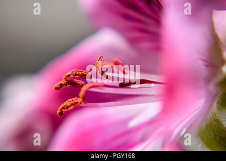 Makro- und Nahaufnahme natur Details/Close-up-Bild der schönen rosa Blume blühen im Frühling. Feder/Hintergrund/Hintergrund Stockfoto