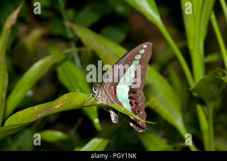 Gemeinsame Bluebottle (Schmetterling sarpedon) - Thailand Stockfoto