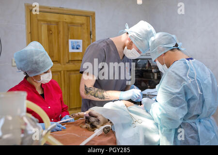 Tierärzte machen Chirurgie für Hund im Operationssaal einer tierärztlichen Klinik. Tierärzte Chirurgie in der Klinik. Medizin, Haustier, Tiere, Gesundheit und Personen Konzept. Stockfoto