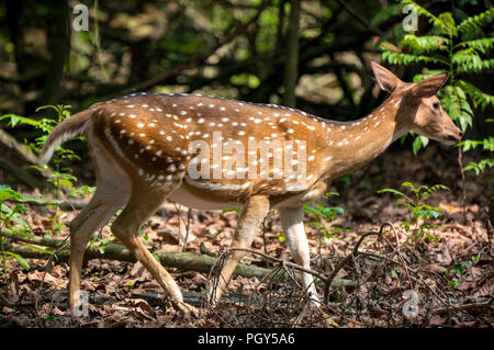 Beschmutzt oder Sika deer im Dschungel. Natur und Tier Foto. Japanische oder dappled Rotwild Stockfoto