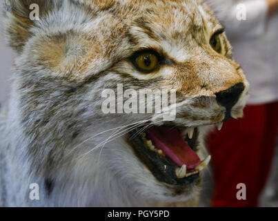 Kopf eines lynx mit offenem Mund Stockfoto