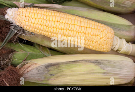 Zea mays unter Geschlossen Offen Hintergrund Stockfoto