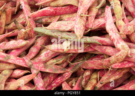 Frische rosa rote Bohnen (römische Bohnen) als Hintergrund Stockfoto