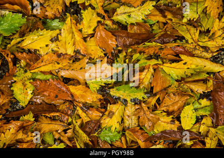 Laub, vor allem Eiche, nach einem Regen im Herbst Dusche Stockfoto