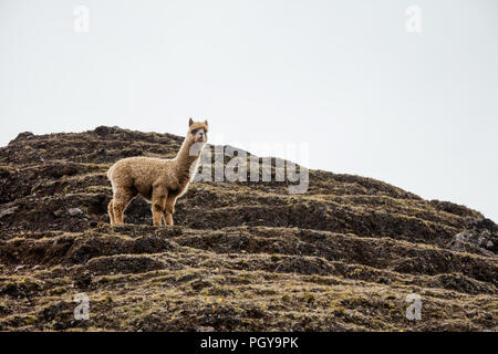 Junge Lama auf Hügel im Lares Tal, in der Nähe von Machu Picchu, Peru Stockfoto