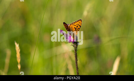 Gefleckte Fritillary (Melitaea didyma) nectaring auf einer Distel in den Französischen Alpen. Stockfoto