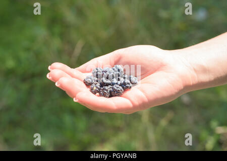 Eine Handvoll Brombeeren auf der Handfläche eine Frau. grüner Hintergrund. Nach oben Schließen Stockfoto