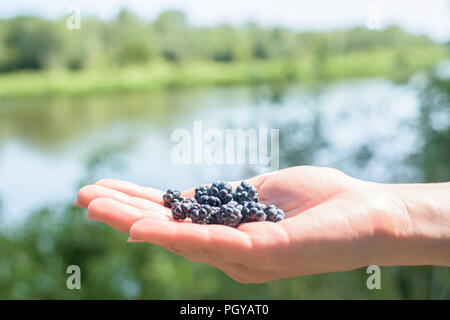 Eine Handvoll Brombeeren auf der Handfläche eine Frau. Auf dem Hintergrund der Fluss im Sommer. Stockfoto