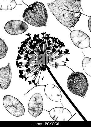 Lampions, alliums, Blatt Skelette und Ehrlichkeit Samen Stockfoto