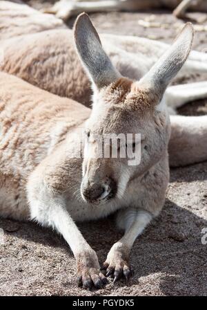 Close-up Western grey Kangaroo (Macropus Fuliginosus) im Dreck lag Stockfoto