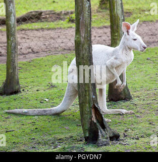 Weiß Western grey Kangaroo (Macropus Fuliginosus) zwischen Bäumen Stockfoto