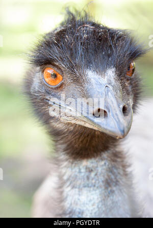 Nahaufnahme der Emu (Dromaius novaehollandiae) mit beady Augen Stockfoto