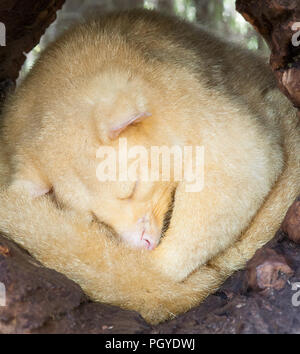 Golden gemeinsame brushtail Possum (Trichosurus vulpecula) cureld, Schlafen Stockfoto