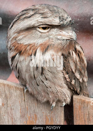 Tawny frogmouth (Podargus strigoides) auf Holz Zaun gehockt Stockfoto