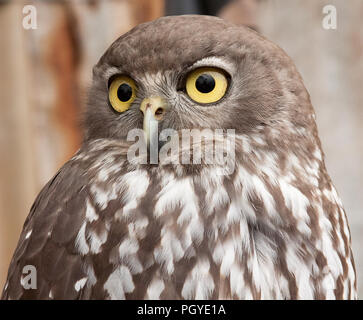 In der Nähe von Barking Owl, Ninox connivens Stockfoto