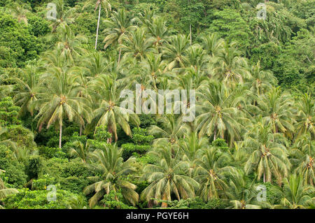 Kokosnuss Palmen im Dschungel - Koh Samui - Thailand - Cocos nucifera Cocotiers dans la Jungle - Koh Samui - thaïlande Stockfoto