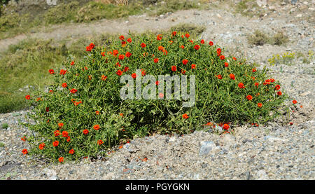 Damm der hellen orange Mohn neben einem steinigen Feld in der Türkei Stockfoto