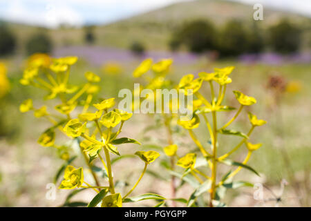 Gelb - grüne Wildblumen. Euphorbia Esula, allgemein bekannt als grüne Wolfsmilch, grünen Wolfsmilch, Wolfsmilch, Wolfs Milch oder Wolfs-Milch. Stockfoto