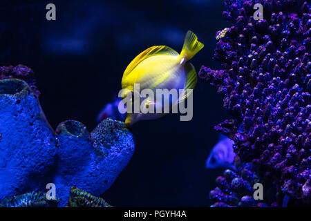 Zebrasoma flavescens Tang (Gelb) im Aquarium Tank. Es ist ein seefische Arten der Familie Acanthuridae. Es ist eines der beliebtesten Aquarium Stockfoto