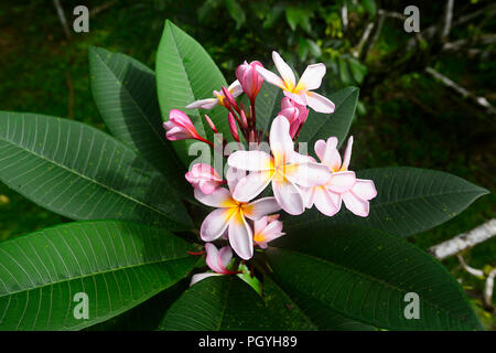 Pink Frangipani Blume, Sandakan Bezirk, Borneo, Sabah, Malaysia Stockfoto