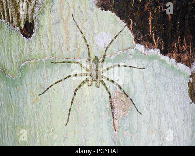 Weibliche Flechten Huntsman Spider (Panderceres sp.) Mit ihrem dritten Bein auf Ihrer rechten Seite frisch regeneriert, Sepilok, Sandakan Bezirk, Borneo, Sabah, M Stockfoto