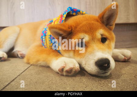 Shiba Inu Welpen lag auf dem Boden mit einem bandana auf Stockfoto