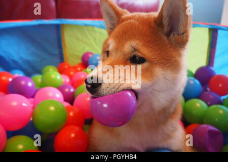 Welpen japanische Shiba Inu im Bällebad mit Ball im Mund Stockfoto