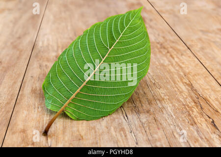 Kratom Blätter auf hölzernen Tisch. Mitragyna speciosa. Stockfoto