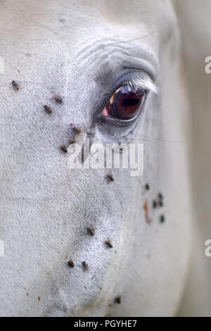 Detail einer grauen Pferde Auge mit fliegen und eine Schwarze Träne. Stockfoto