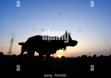 Shaggy dog off schütteln Wasser bei Sonnenuntergang. Stockfoto
