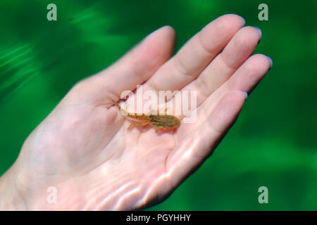 Hand Schröpfen Eine metamorphosing Kaulquappe unter Wasser Stockfoto
