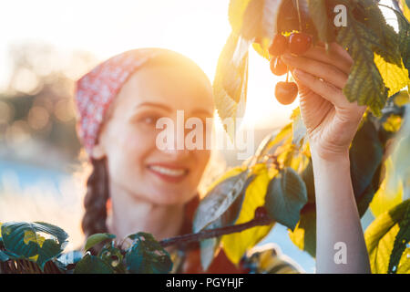 Frau zupfen Kirschen vom Baum in der Erntezeit bei Sonnenuntergang Stockfoto