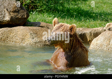 Europäische Braunbär (Ursus arctos) - Schwimmen Ours brun Stockfoto