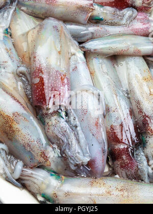 Sehr frischen kleinen Tintenfischen frisch im Meer gefangen Stockfoto