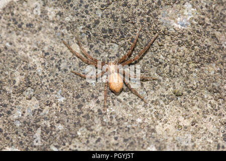 Laufenden Krabbenspinne Stockfoto