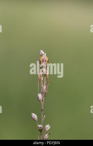 Laufenden Krabbenspinne Stockfoto