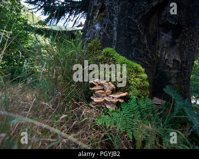Riesige polypore Halterung Pilz / schwarz-Färbung polypore (Meripilus giganteus/Polyporus giganteus) auf Baum - Stumpf, Schottland, UK, GB. Stockfoto