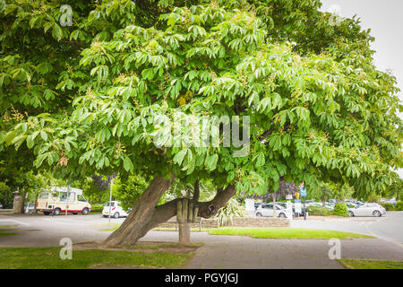 Der lokal berühmte Wonky conker Baum mit künstlerischer Unterstützung von Hand geschnitzt Speichern eines Baumes bestimmt entfernt werden, wenn der Parkplatz Expansion Scheme threate Stockfoto