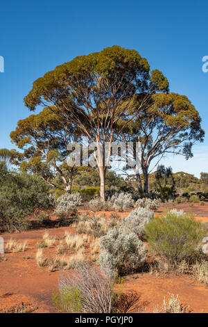 Karlkurla Bushland Park, Kalgoorlie, WA, Australien Stockfoto