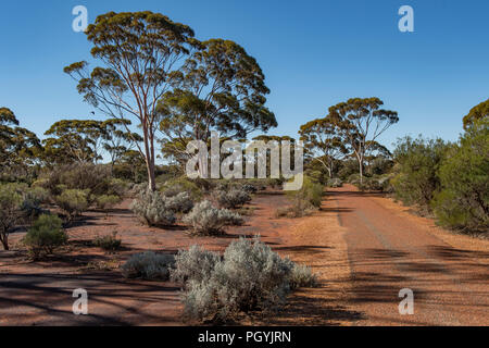 Karlkurla Bushland Park, Kalgoorlie, WA, Australien Stockfoto