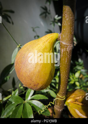 Eine reife Bild auf eine neue junge Ficus Carica Brunswick Baum in einem Englischen Garten im August Stockfoto