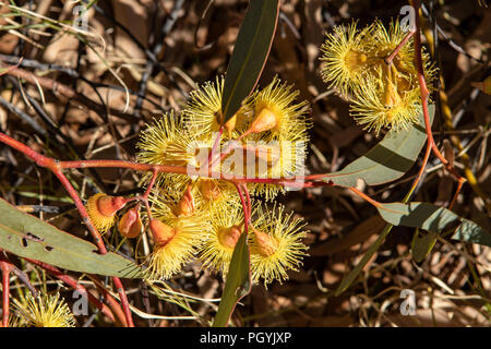 Woodwardii Eukalyptus, Zitrone gelb blühende Gummi Stockfoto